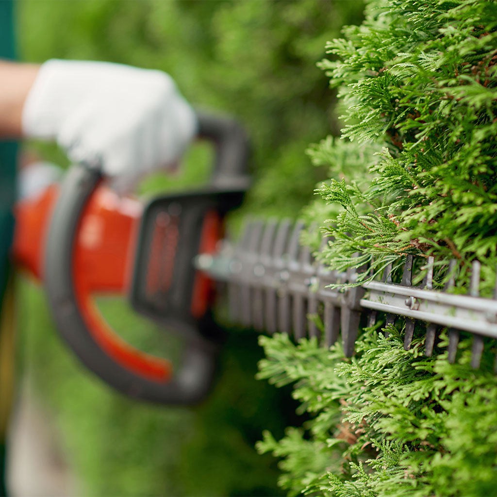 Manutenção de Jardim